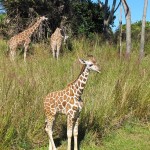 Animal Kingdom- Girafas no Kilimanjaro Safaris
