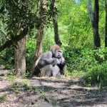 Animal Kingdom - Gorillas - Disney Animals