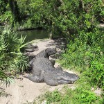Busch Gardens - lago com crocodilos