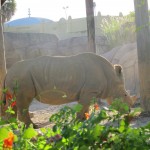 Busch Gardens - muitas espécies animais podem ser vistas lá