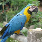 Vila de Yolosa - fim da descida.