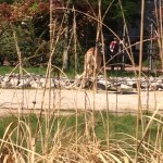 Parque da Tête d’Or - girafa bebê